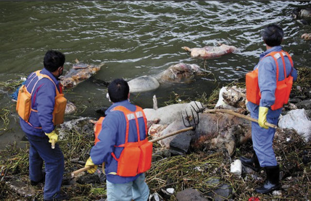 Workers trying to fish floating pig carcasses out of the Huangpu River. Source: Yangcheng Evening News