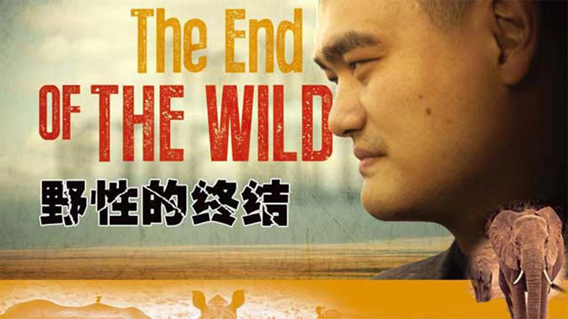 Basketball superstar Yao Ming campaigns against the illegal wildlife trade. The End of the Wild is a documentary that follows Yao into the heart of Africa’s wildlife conservation crisis. It was first aired on CCTV in August 2014 Photo: onehourlife.com
