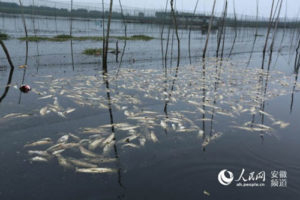 Dead fish floating in a contaminated river in Anhui province Source: ah.people.cn