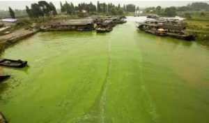 June 2015: Blue-green algae covers Chao Lake in Anhui province Source: blog.sina.com.cn