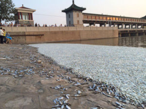 August 2015: Following the deadly chemical warehouse fires in the northern Chinese city of Tianjin, large numbers of dead fish were found in the city’s Haihe River  Photo: pbs.twimg.com