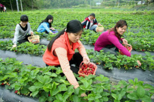 Demand for organic farming in China is growing Photo: mt.sohu.com