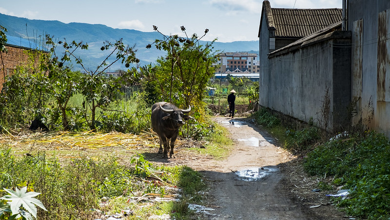 From Poverty Elimination to Rural Revitalisation – The Party Takes ...